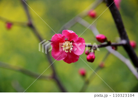 ボケの花 ボケの花 110323104