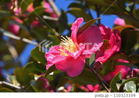 サザンカ（山茶花） 110323109