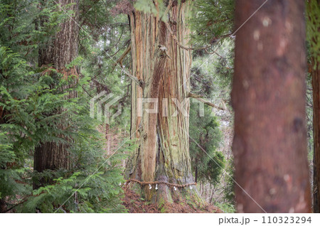山形　山五十川の玉杉 110323294