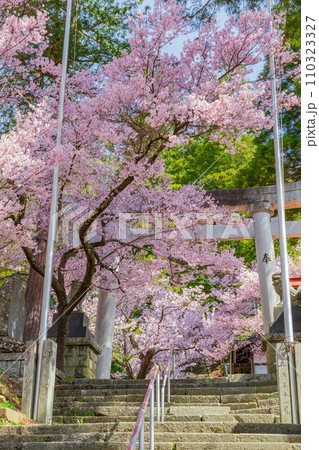 鉾持神社の満開の桜 長野県伊那市高遠町にて 鉾持神社の満開の桜 長野県伊那市高遠町にて 110323327