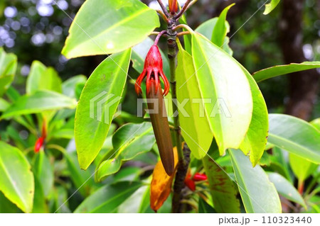 西表島にある仲間川のオヒルギの実 110323440