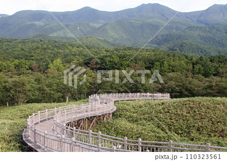 知床五湖　高架木道　知床連山　原生林　展望台 110323561
