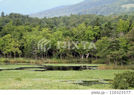 知床五湖 高架木道 知床連山 原生林 展望台 知床五湖 高架木道 知床連山 原生林 展望台 110323577
