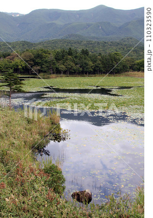 知床五湖　高架木道　知床連山　原生林　展望台 110323590