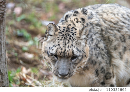 ユキヒョウin多摩動物公園 ユキヒョウin多摩動物公園 110323663