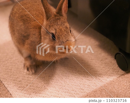 うさぎ（ネザーランドドワーフ）の室内飼育/部屋んぽ15 110323716