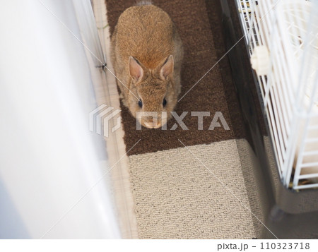 うさぎ（ネザーランドドワーフ）の室内飼育/部屋んぽ13 110323718