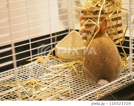うさぎの後ろ姿（ネザーランドドワーフ）/ケージ内2 110323729