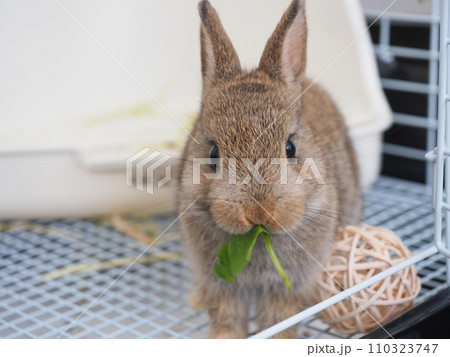 ケージ内で葉っぱを食べるうさぎ（ネザーランドドワーフ）3 110323747