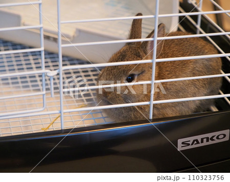 ケージの中で休むうさぎ(ネザーランドドワーフ)/室内飼育 ケージの中で休むうさぎ(ネザーランドドワーフ)/室内飼育 110323756