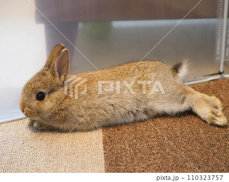 カーペットに寝そべるうさぎ（ネザーランドドワーフ）/部屋んぽ2 110323757