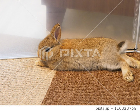 カーペットに寝そべるうさぎ(ネザーランドドワーフ)/部屋んぽ カーペットに寝そべるうさぎ(ネザーランドドワーフ)/部屋んぽ 110323758