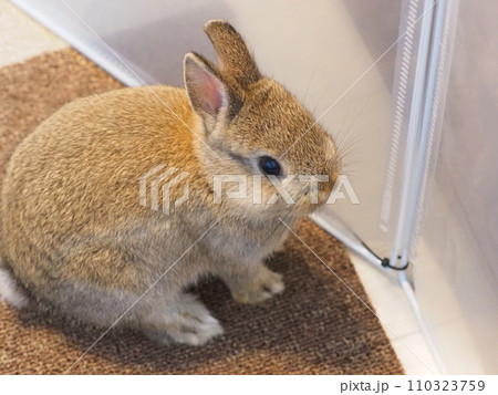 うさぎ（ネザーランドドワーフ）の室内飼育/部屋んぽ10 110323759