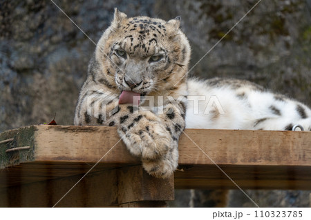 ユキヒョウin多摩動物公園 ユキヒョウin多摩動物公園 110323785