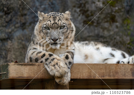 ユキヒョウin多摩動物公園 110323786