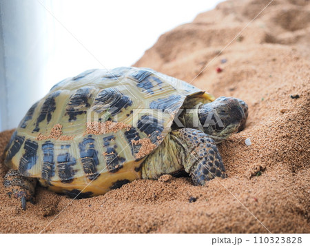 ホルスフィールドリクガメの飼育7 110323828