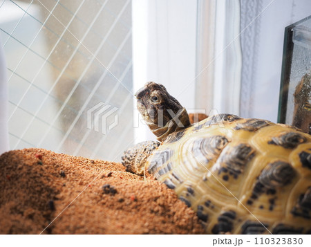 ホルスフィールドリクガメの飼育5 110323830