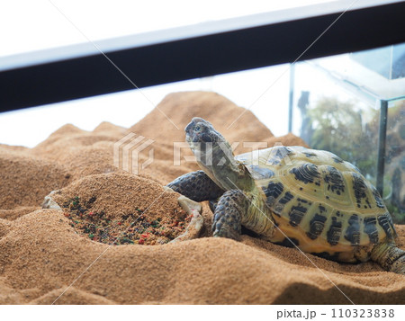ホルスフィールドリクガメの飼育2 110323838