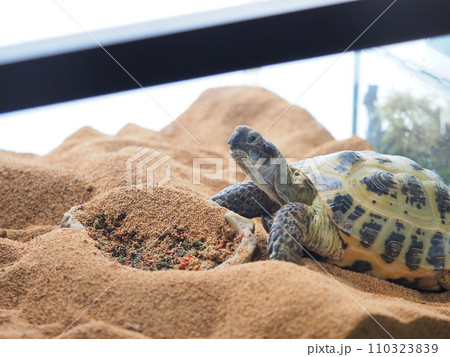 ホルスフィールドリクガメの飼育 ホルスフィールドリクガメの飼育 110323839