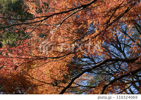 モミジの紅葉 モミジの紅葉 110324069