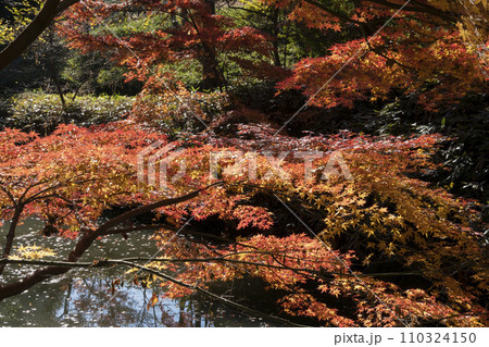 モミジの紅葉 モミジの紅葉 110324150