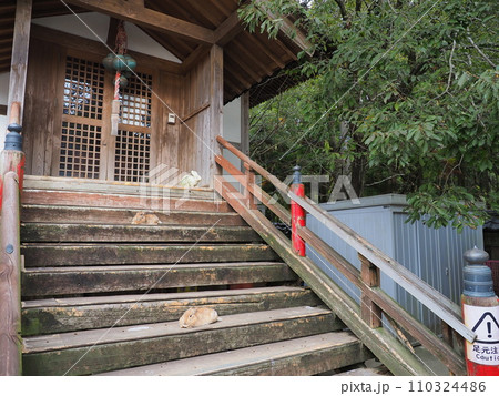 月うさぎの里のうさぎ/石川県,加賀市,永井町9 110324486