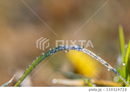 草についた朝露 110324728