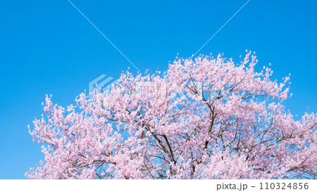 満開の桜 満開の桜 110324856