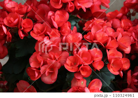 ベゴニアの花 110324961