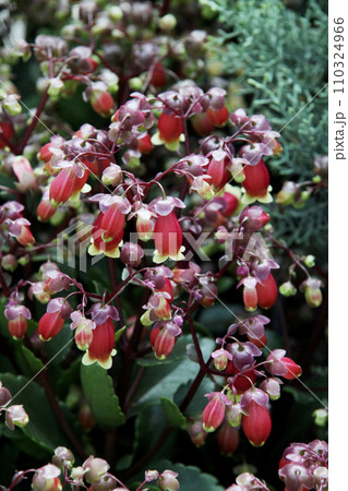 カランコエ・ウェンディ 110324966