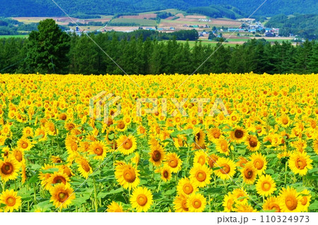 北海道富良野市 麓郷展望台からの風景 北海道富良野市 麓郷展望台からの風景 110324973