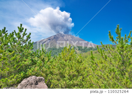 【有村溶岩展望所より噴煙を上げる桜島)】 鹿児島県鹿児島市有村町 110325264