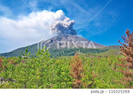 【有村溶岩展望所より噴煙を上げる桜島)】 鹿児島県鹿児島市有村町 110325269