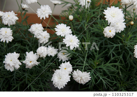 マーガレット 110325317