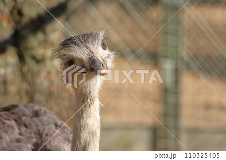 首をかしげる可愛いレア 110325405