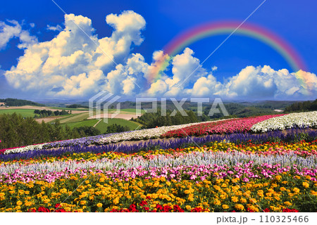 美瑛の美しいお花畑にかかる虹 110325466