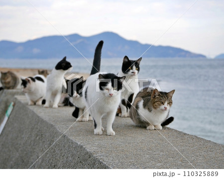 堤防の上に集まる猫（香川県仲多度郡多度津町佐柳島） 110325889