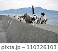 堤防の上に集まる猫（香川県仲多度郡多度津町佐柳島） 110326103