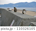 堤防の上でくつろぐ猫（香川県仲多度郡多度津町佐柳島） 110326105