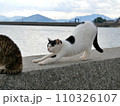 堤防の上でくつろぐ猫（香川県仲多度郡多度津町佐柳島） 110326107