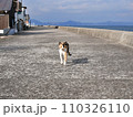 ずんずんと歩いてくる猫（香川県仲多度郡多度津町佐柳島） 110326110