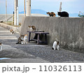 堤防の隅に集まる猫（香川県仲多度郡多度津町佐柳島） 110326113