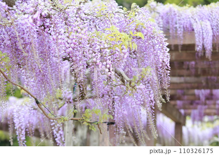 香り高い藤棚の花 香り高い藤棚の花 110326175