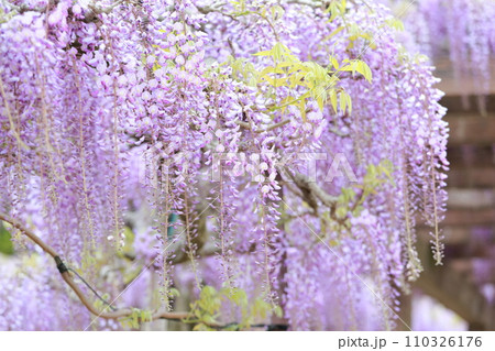 香り高い藤棚の花 110326176
