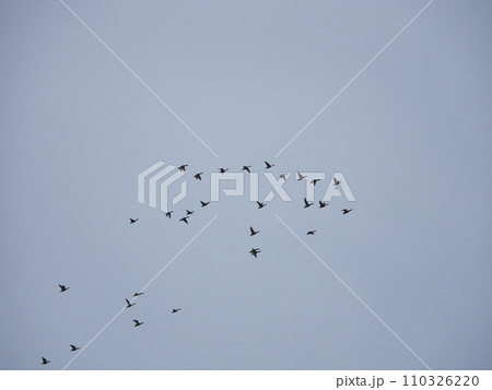 空を飛ぶカモの群れ 110326220