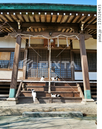 佐柳八幡神社でくつろぐ猫(香川県仲多度郡多度津町佐柳島) 佐柳八幡神社でくつろぐ猫(香川県仲多度郡多度津町佐柳島) 110326435