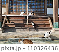 佐柳八幡神社でくつろぐ猫（香川県仲多度郡多度津町佐柳島） 110326436