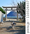 佐柳八幡神社の鳥居と猫（香川県仲多度郡多度津町佐柳島） 110326437