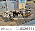佐柳島　本浦港の猫（香川県仲多度郡多度津町佐柳島） 110326441