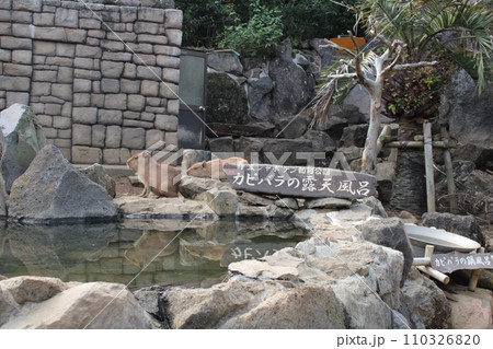 可愛いカピバラの露天風呂 110326820